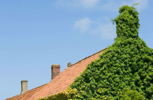 chimney-ivy-image-cherry-hill-nj-masons-chimney-service