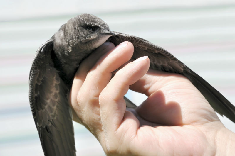 Chimney Swifts